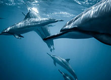 米兰体育：在城市与草地之间，追寻极致的运动美学